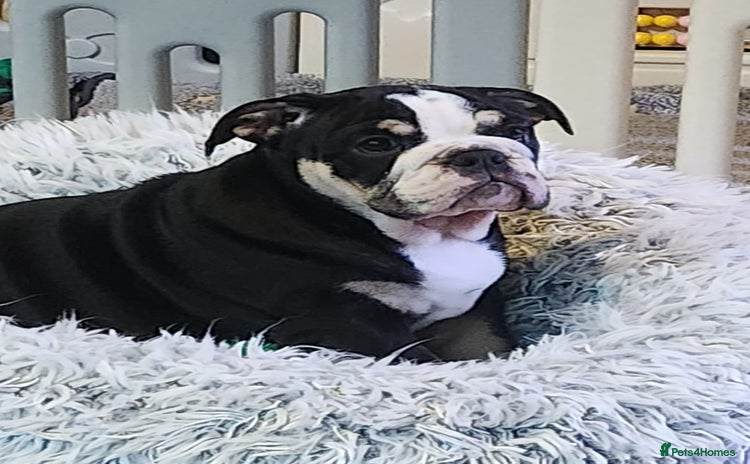 English Bulldog dogs - Advert 5