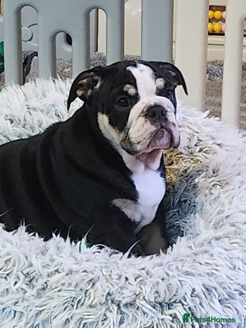 English Bulldog dogs - Advert 5