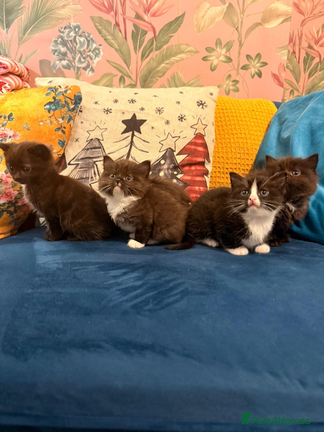 Mixed Breed cats for sale: 4 Beautiful 1\4 ragdoll kittens  - Advert 1