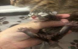 Ragdoll cats for sale: Long haired bts cross ragdoll kittens   - Image 3