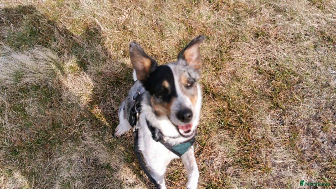 Border Collie dogs for sale: 18 month old energetic border collie - Image 6