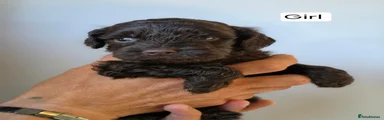 Cockapoo 6