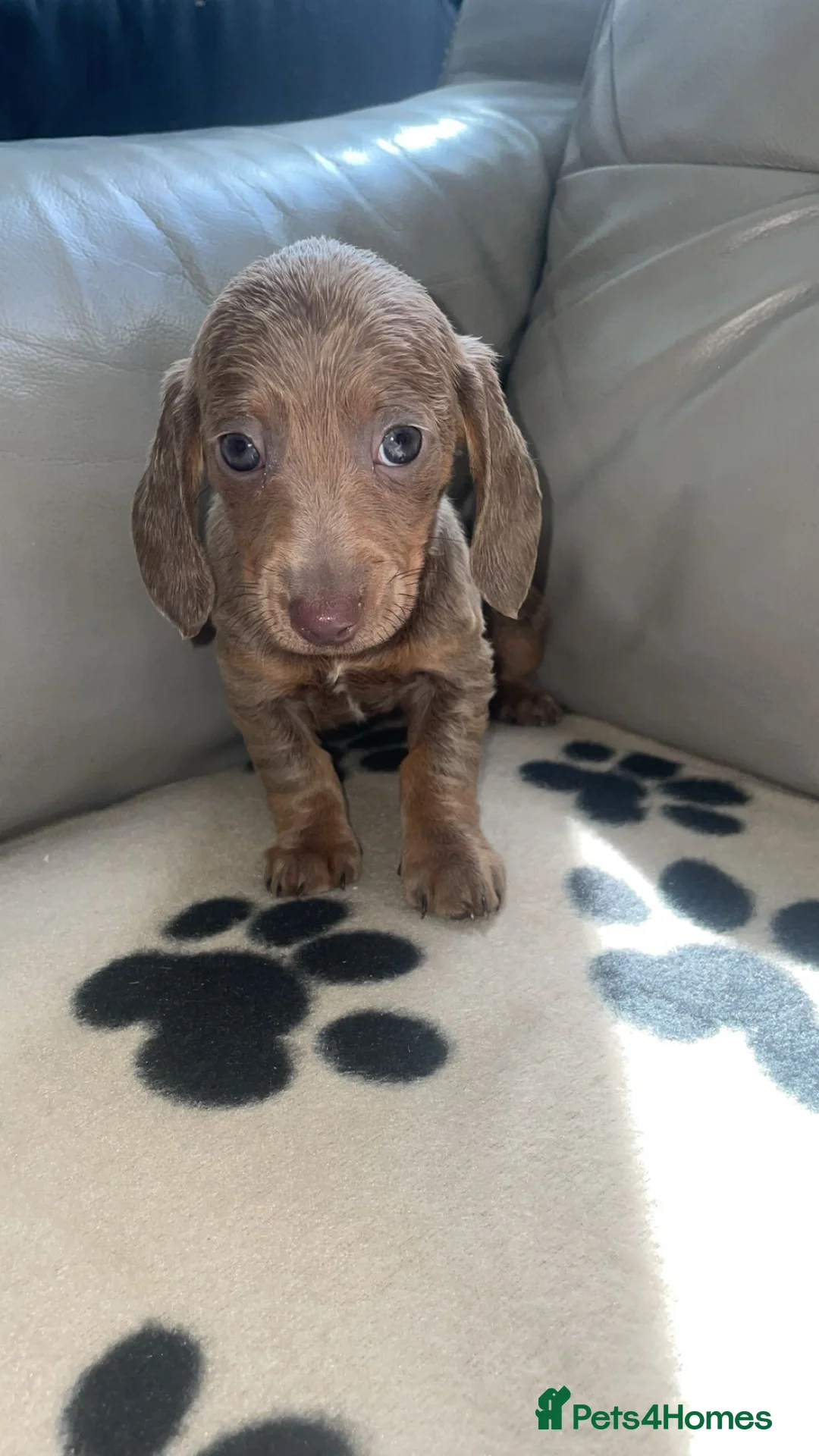 Miniature Dachshund dogs for sale: Miniature dachshund  in Norwich - Advert 2