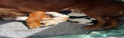 Cocker Spaniel dogs for sale: 5 cocker spaniels available  - Advert 16