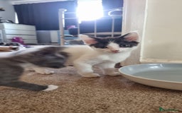 Mixed Breed cats for sale: 4 playful kittens - Image 3