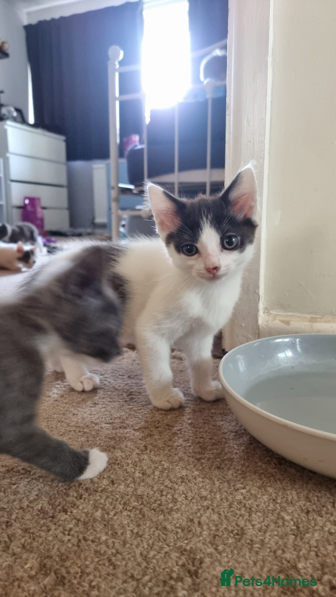 Mixed Breed cats for sale: 4 playful kittens - Image 3