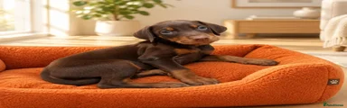Dobermann 4