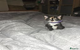 Mixed Breed cats for sale: Mainecoon x domestic  - Image 4