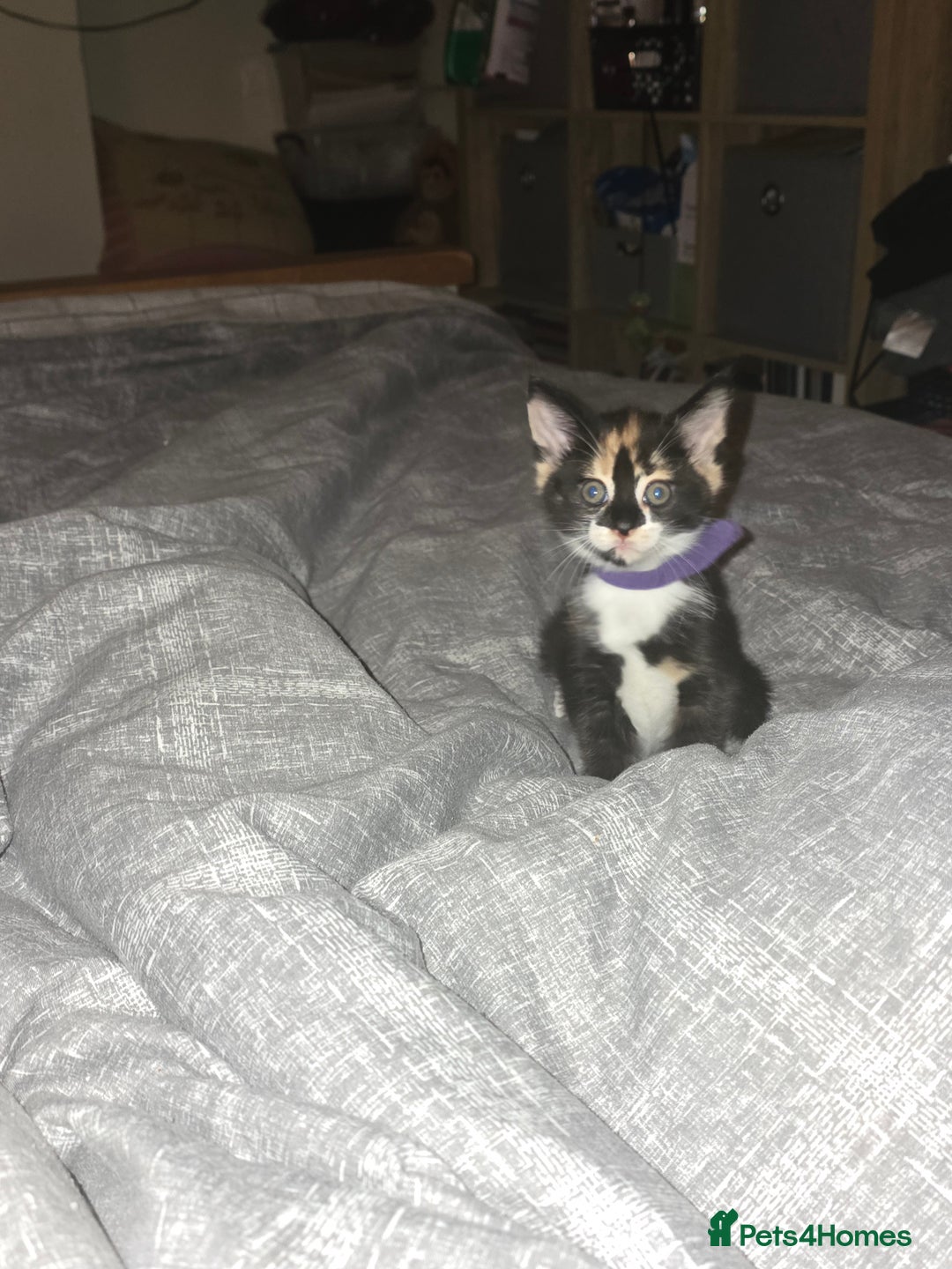 Mixed Breed cats for sale: Mainecoon x domestic  - Image 4