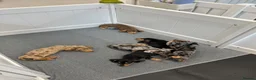 Miniature Dachshund dogs for sale: Miniature dachshund  in Basildon - Advert 8