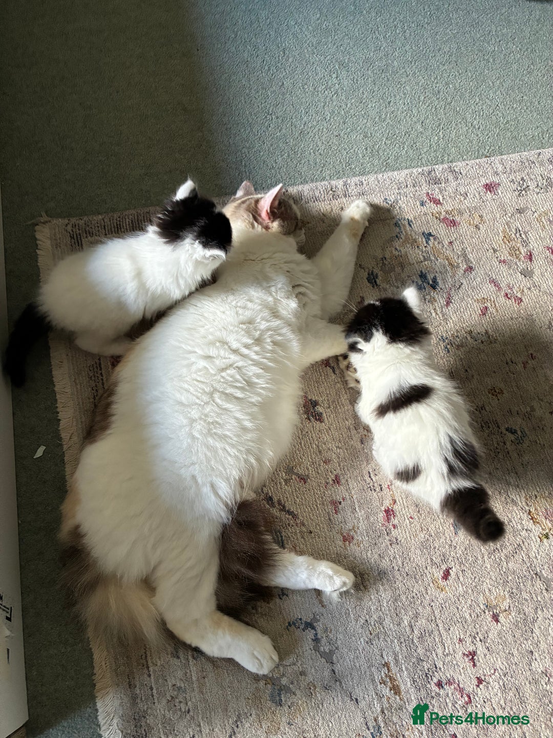 Ragdoll cats for sale: Ragdoll cross Two Female adorable kittens  - Image 7