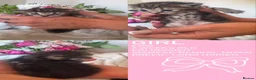 Mixed Breed cats for sale: Bengal cross siamese babies  in Telford - Advert 7