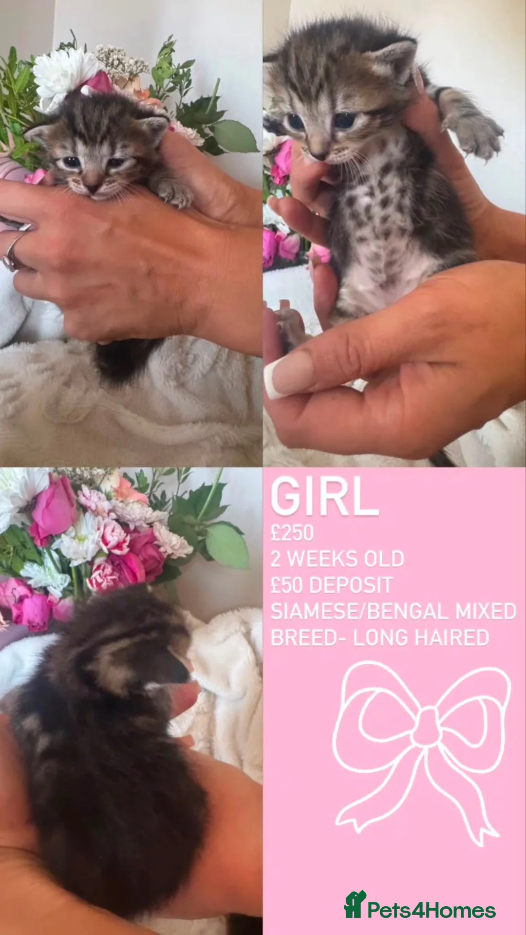 Mixed Breed cats for sale: Bengal cross siamese babies  in Telford - Advert 7
