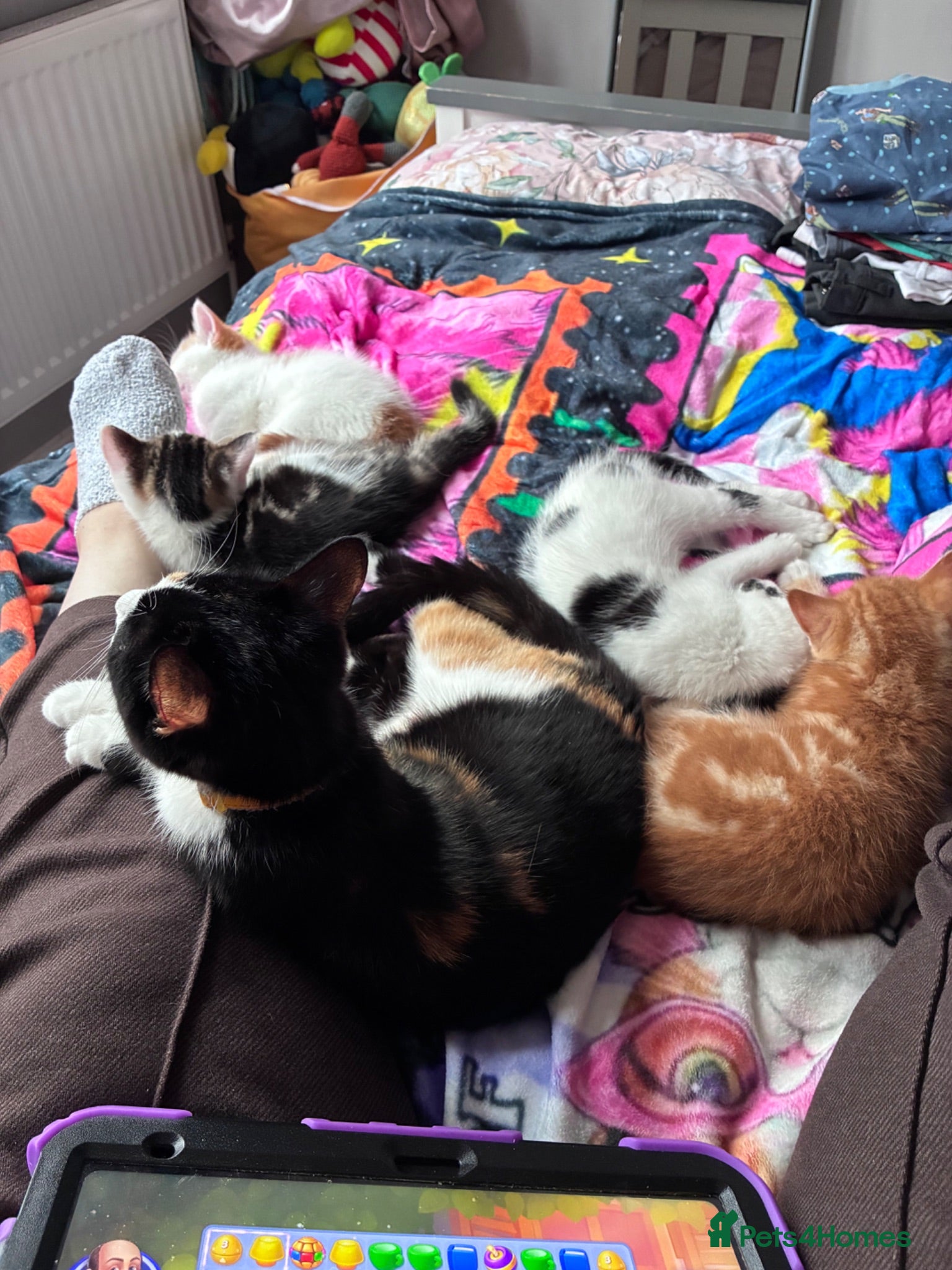 British Shorthair cats 4 Adorable kittens for sale  - Advert 5