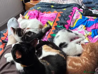 British Shorthair cats 4 Adorable kittens for sale - Advert 5