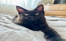 Maine Coon cats for sale: 2 amazing Maine Coon girls💞💞💞 - Image 5