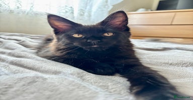 Maine Coon cats - Advert 9