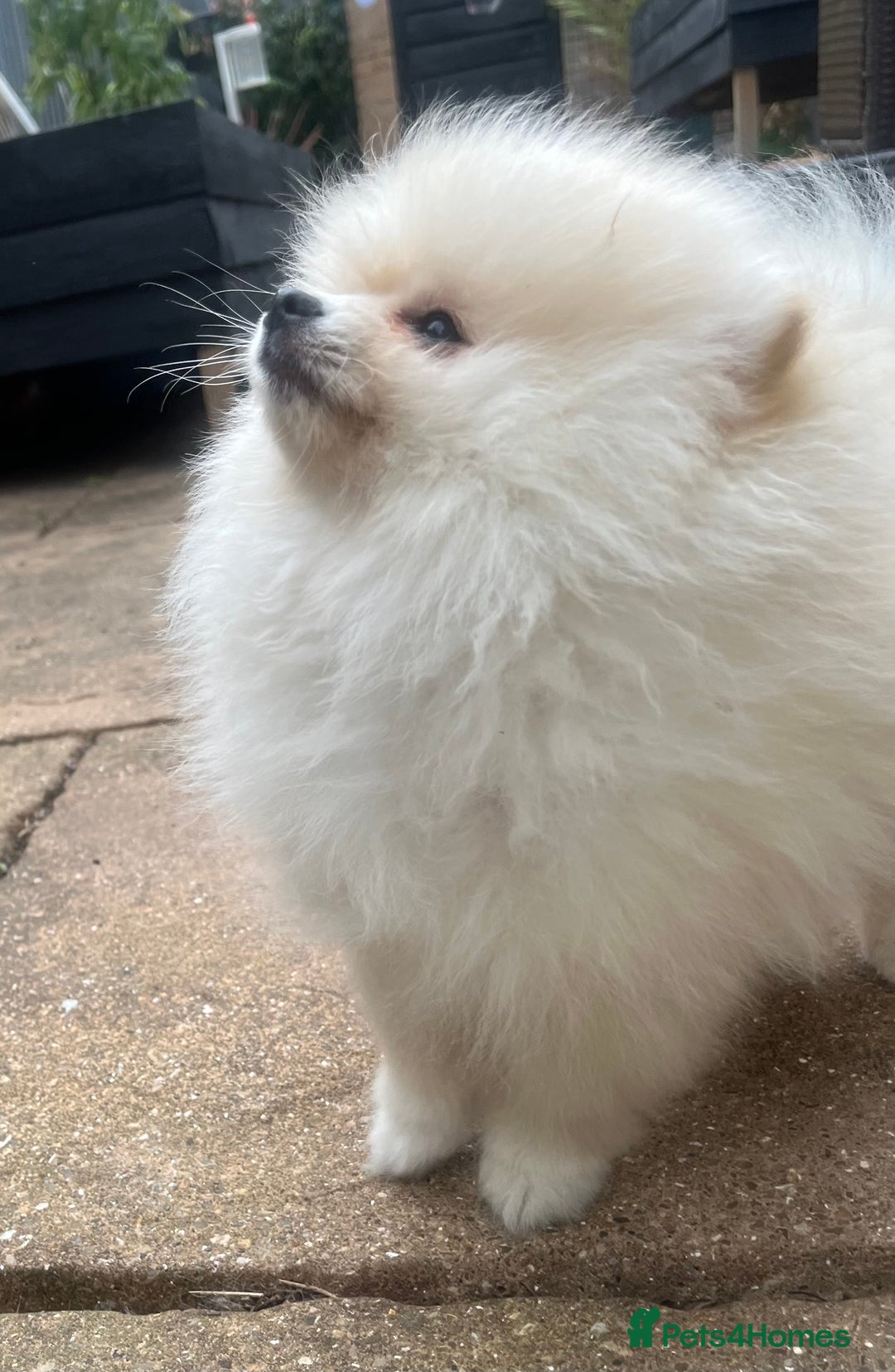 Pomeranian dogs for sale: 2 male Pomeranian puppies. 1 orange sable, 1 cream - Image 9
