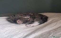 Mixed Breed cats for sale: Stunning litter of 4 gorgeous fur babies  - Image 2