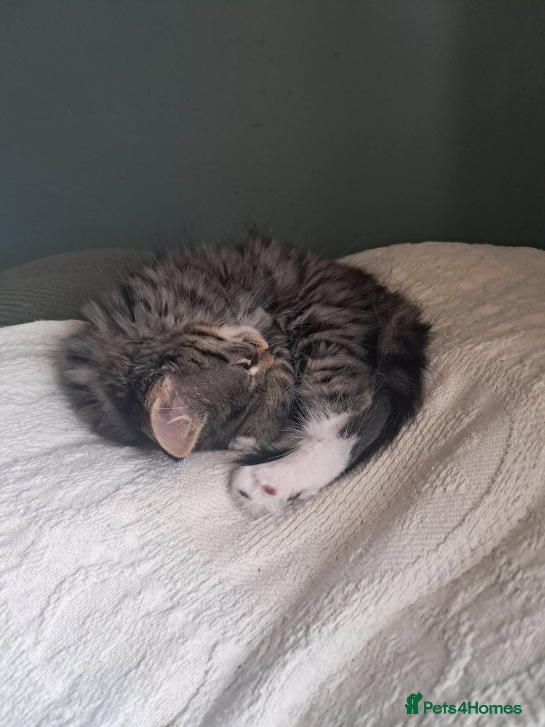 Mixed Breed cats for sale: Stunning litter of 4 gorgeous fur babies  - Image 2