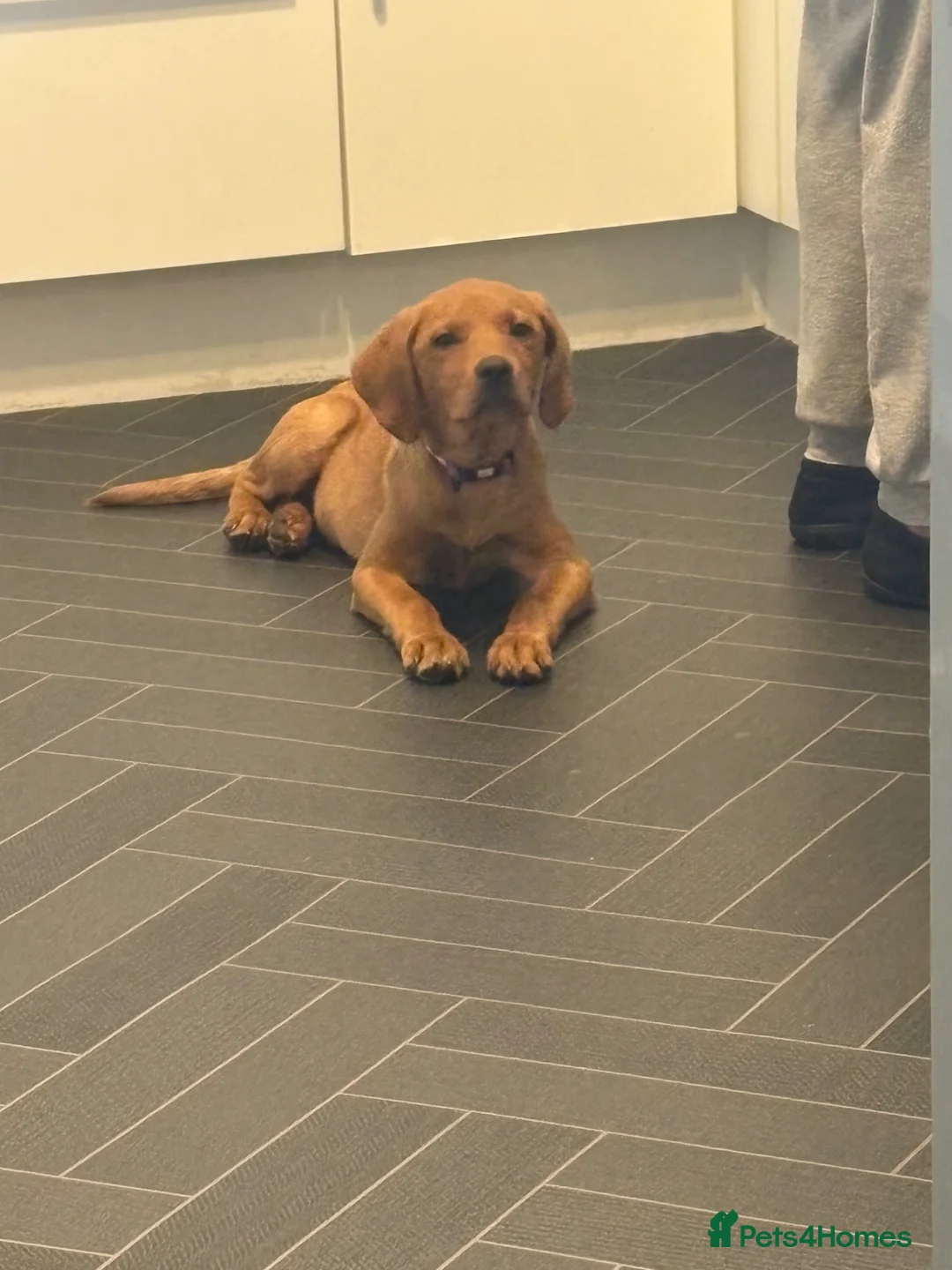 Labrador Retriever dogs for sale: Female Labrador  - Advert 2