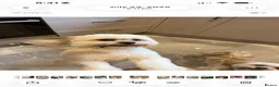 Lhasa Apso dogs for sale: Gorgeous Lhasa apso boy  - Advert 6