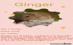 Hamster rodents for sale: Hamsters for adoption  - Image 11