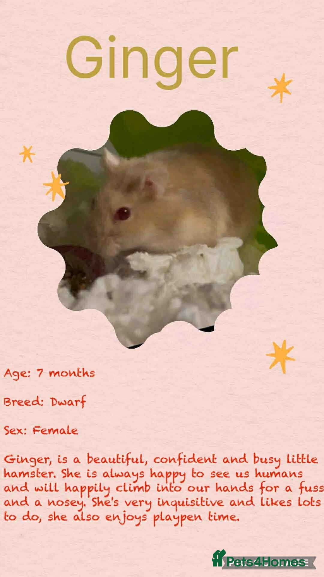 Hamster rodents for sale: Hamsters for adoption  - Image 11