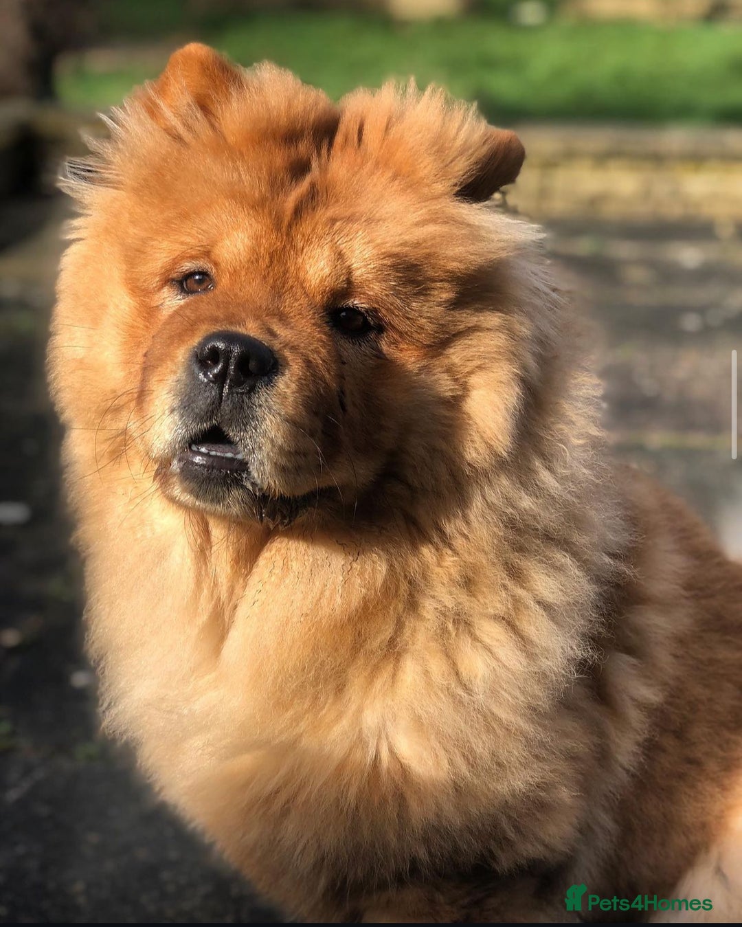 Chow Chow dogs for sale: Beautiful red girl chow chow (no small pets)  - Image 3