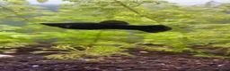 Other/Mixed Breed fish for sale: 1 male molly and 3 guppyxmolly mix baby’s  - Advert 2