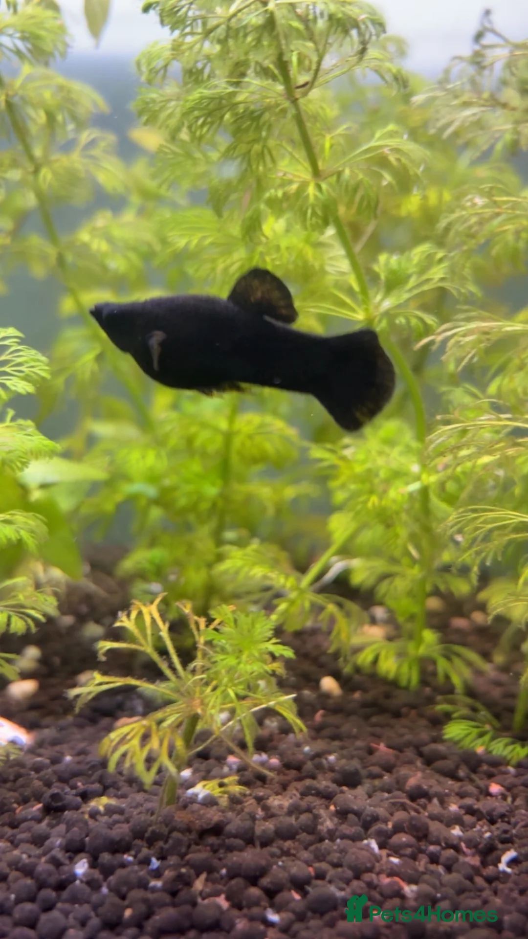 Other/Mixed Breed fish for sale: 1 male molly and 3 guppyxmolly mix baby’s  - Advert 2