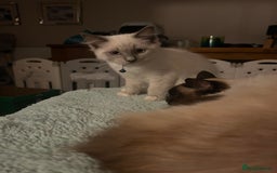 Ragdoll cats for sale: Rarest colour pedigree Ragdoll kittens - Image 26