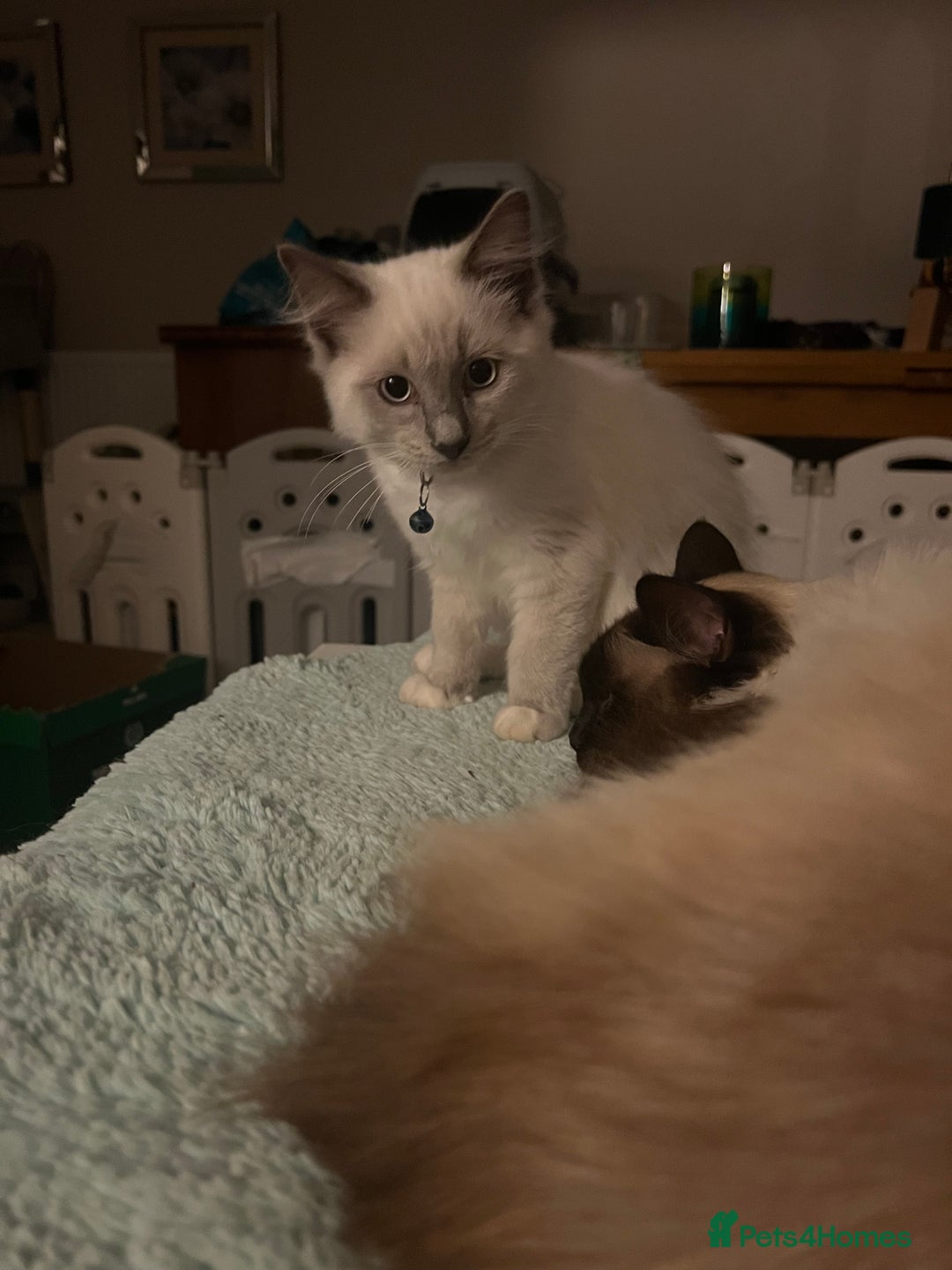 Ragdoll cats for sale: Rarest colour pedigree Ragdoll kittens - Image 26
