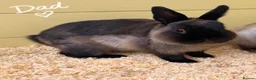 Netherland Dwarf rabbits for sale: Ready 9th November, Well Handled Beautiful Bunnies - Advert 5
