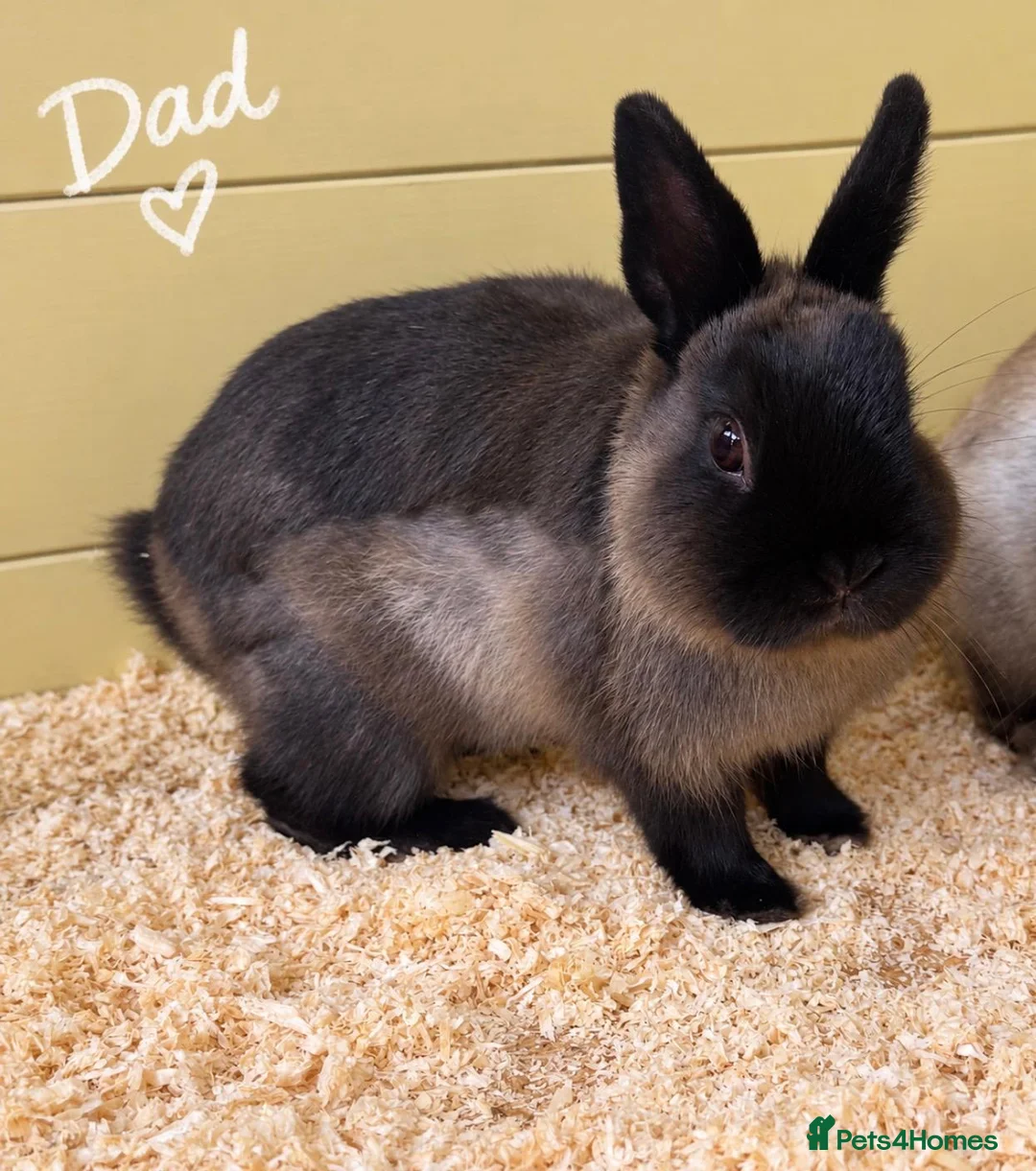 Netherland Dwarf rabbits for sale: Ready 9th November, Well Handled Beautiful Bunnies - Advert 5