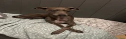 Italian Greyhound dogs for sale: Italian greyhound puppies  in Horsham - Advert 10