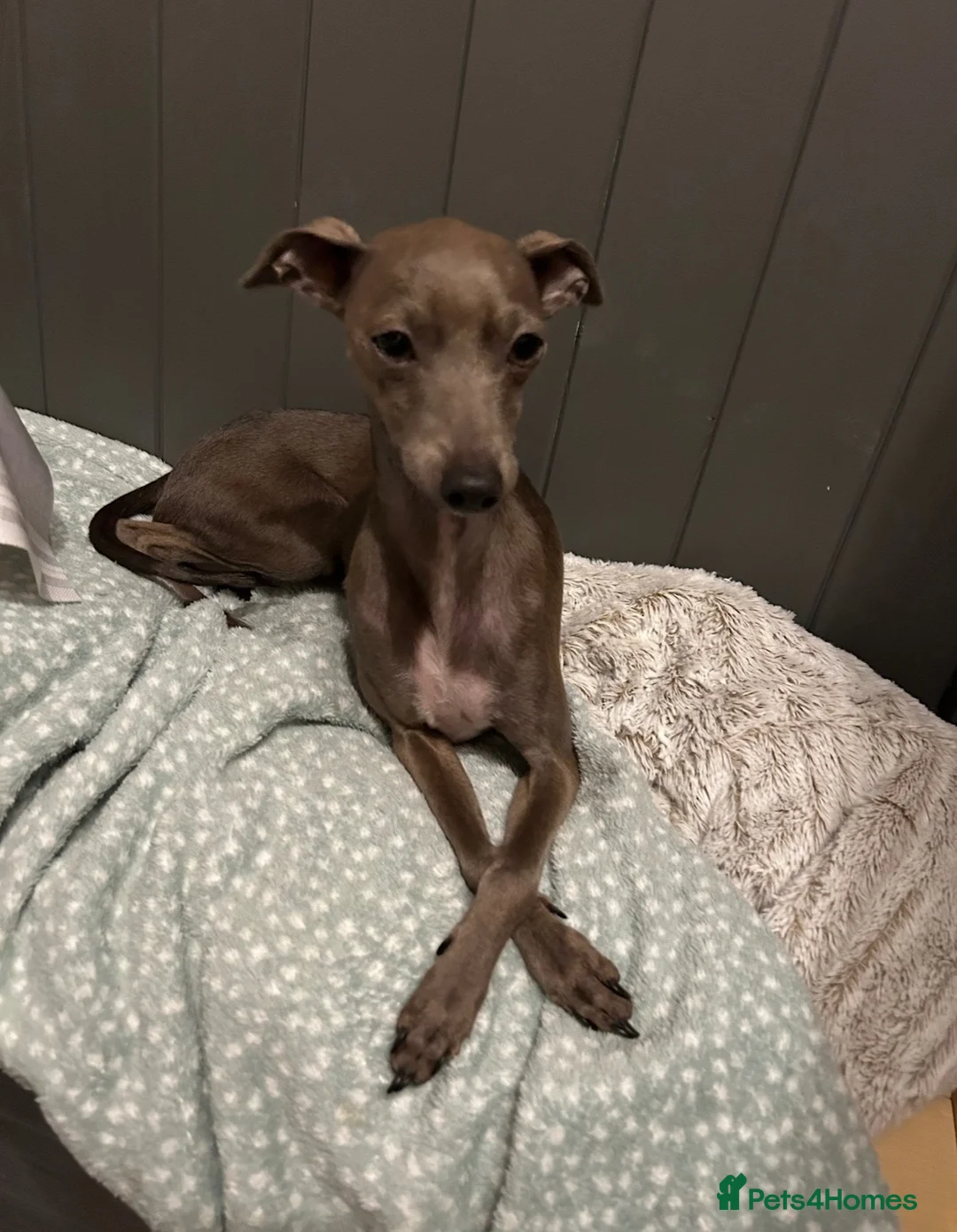 Italian Greyhound dogs for sale: Italian greyhound puppies  in Horsham - Advert 10