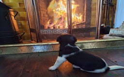 Jack Russell dogs for sale: Jack Russell Puppies - Image 5