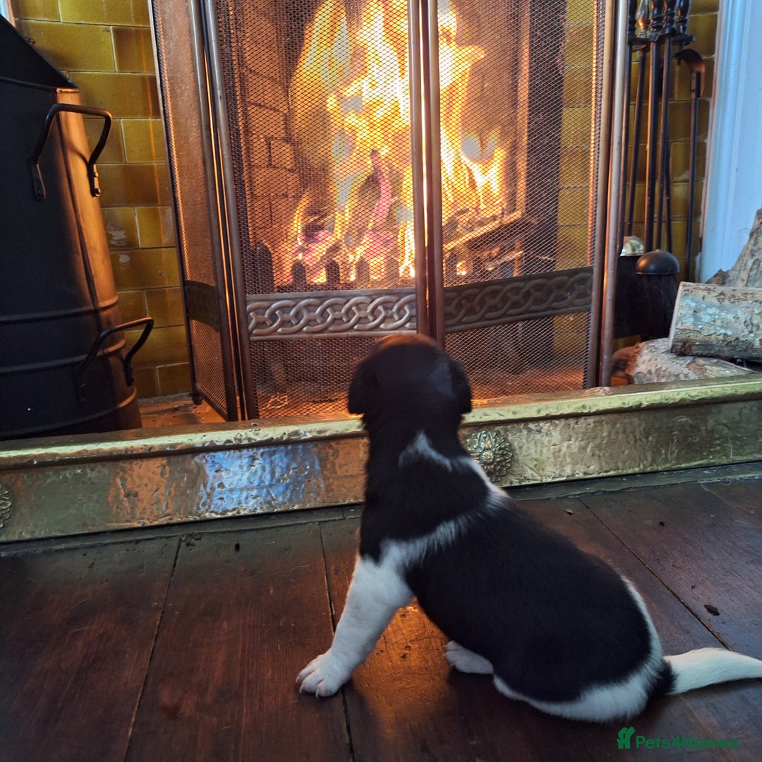 Jack Russell dogs for sale: Jack Russell Puppies - Image 5