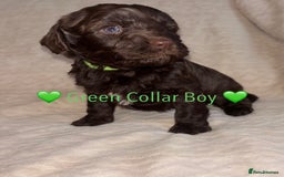 Cavapoo dogs for sale: 🐶 F1 CAVAPOO PUPPIES HEALTH TESTED PARENTS 🐶 - Advert 3