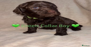 Cavapoo dogs 🐶 F1 CAVAPOO PUPPIES HEALTH TESTED PARENTS 🐶 - Advert 2