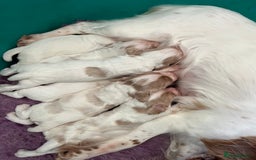 Cocker Spaniel dogs for sale: Working Cocker Spaniels - Image 2