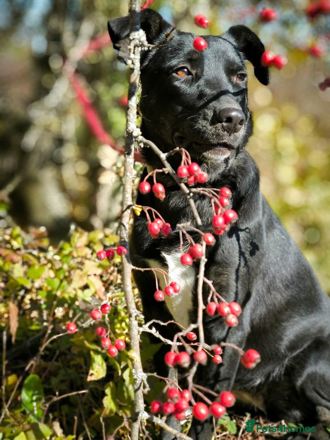 Mixed Breed dogs for adoption: 💖🐶 BLACKY 🐶💖 - Advert 24