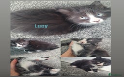 Mixed Breed cats for sale:  3 cute kittens  - Image 6