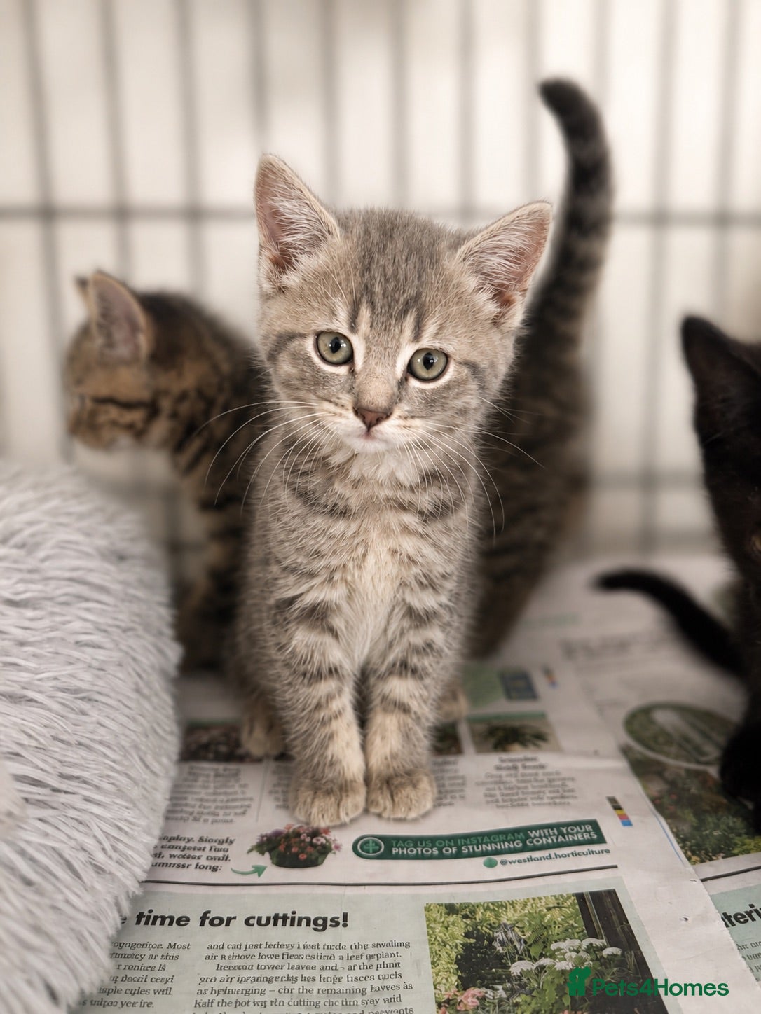 British Shorthair cats Beautiful Kittens - Advert 1