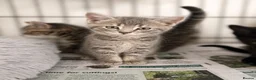 British Shorthair cats for sale: Beautiful Kittens - Advert 10