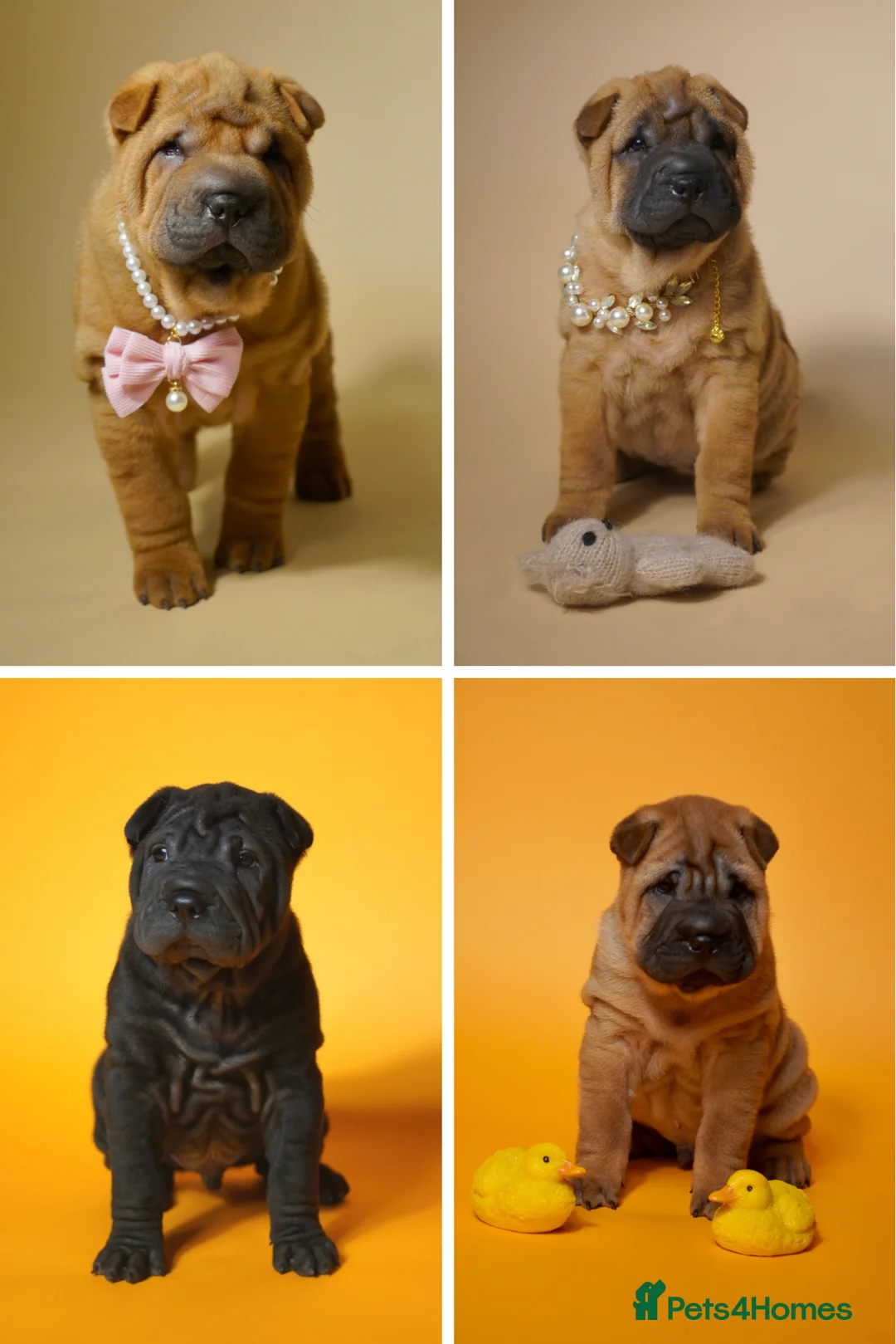 Shar Pei dogs for stud: Champion Shar Pei Stud in Doncaster - Advert 9