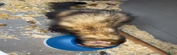 Mixed Breed reptiles for sale: Ferret in Middlesbrough - Advert 5