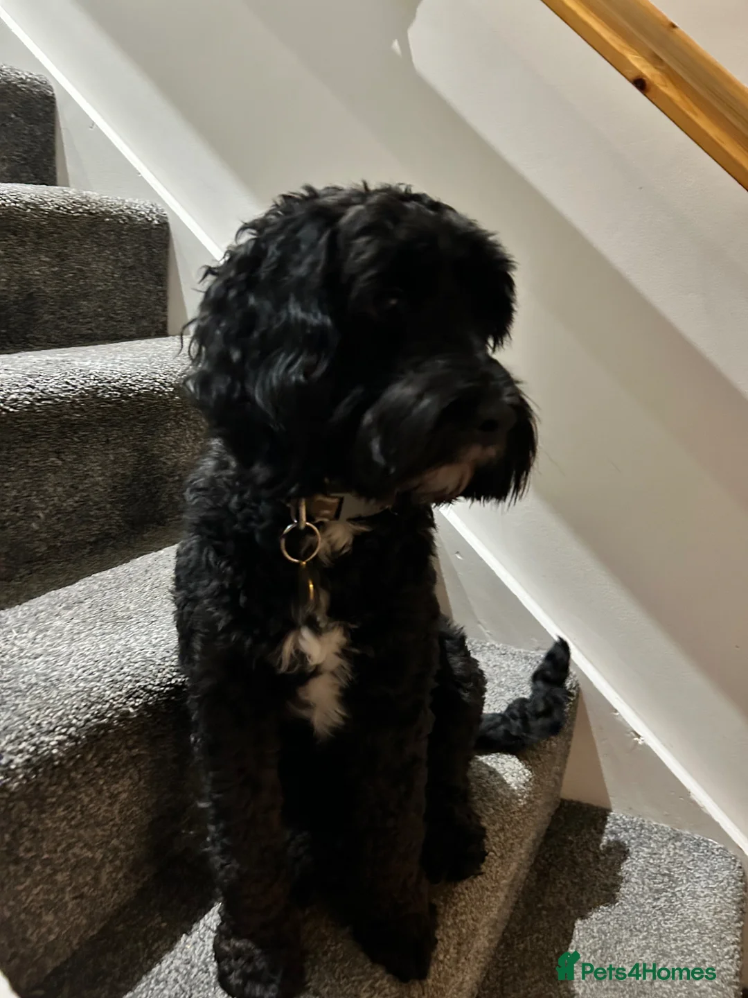 Cockapoo dogs for stud: Dog for stood  - Advert 1