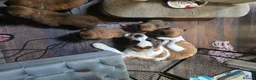 Saint Bernard dogs for sale: Saint de bordeaux puppy 1 girl 1 boy  - Advert 16